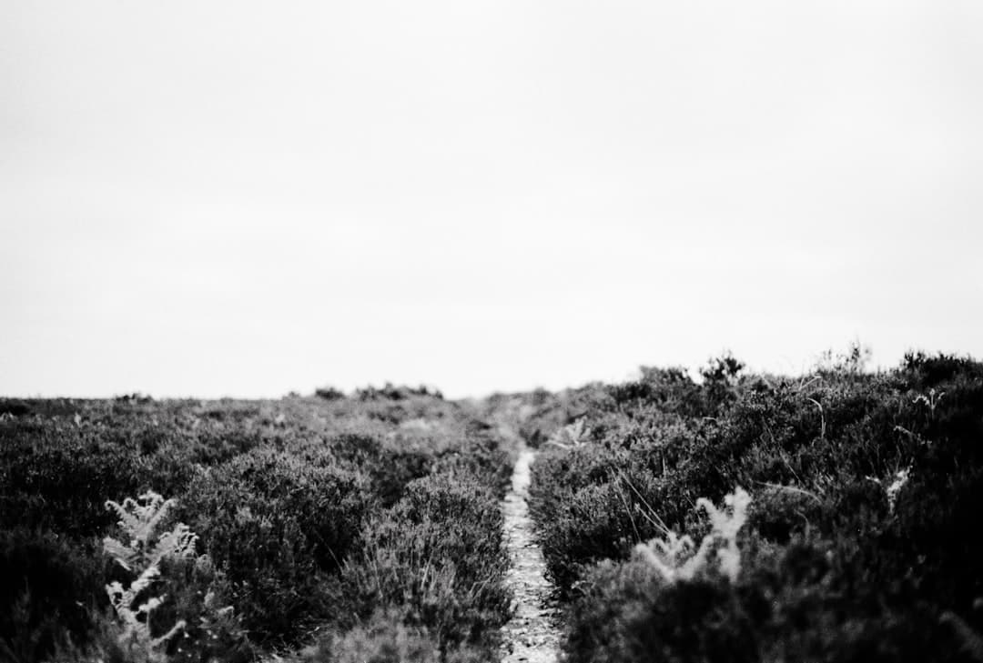 Sentier monochrome traversant un champ, métaphore du choix entre plusieurs développeurs freelances
